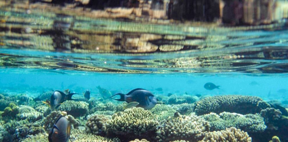snorkeling and diving photos of sharm el sheikh