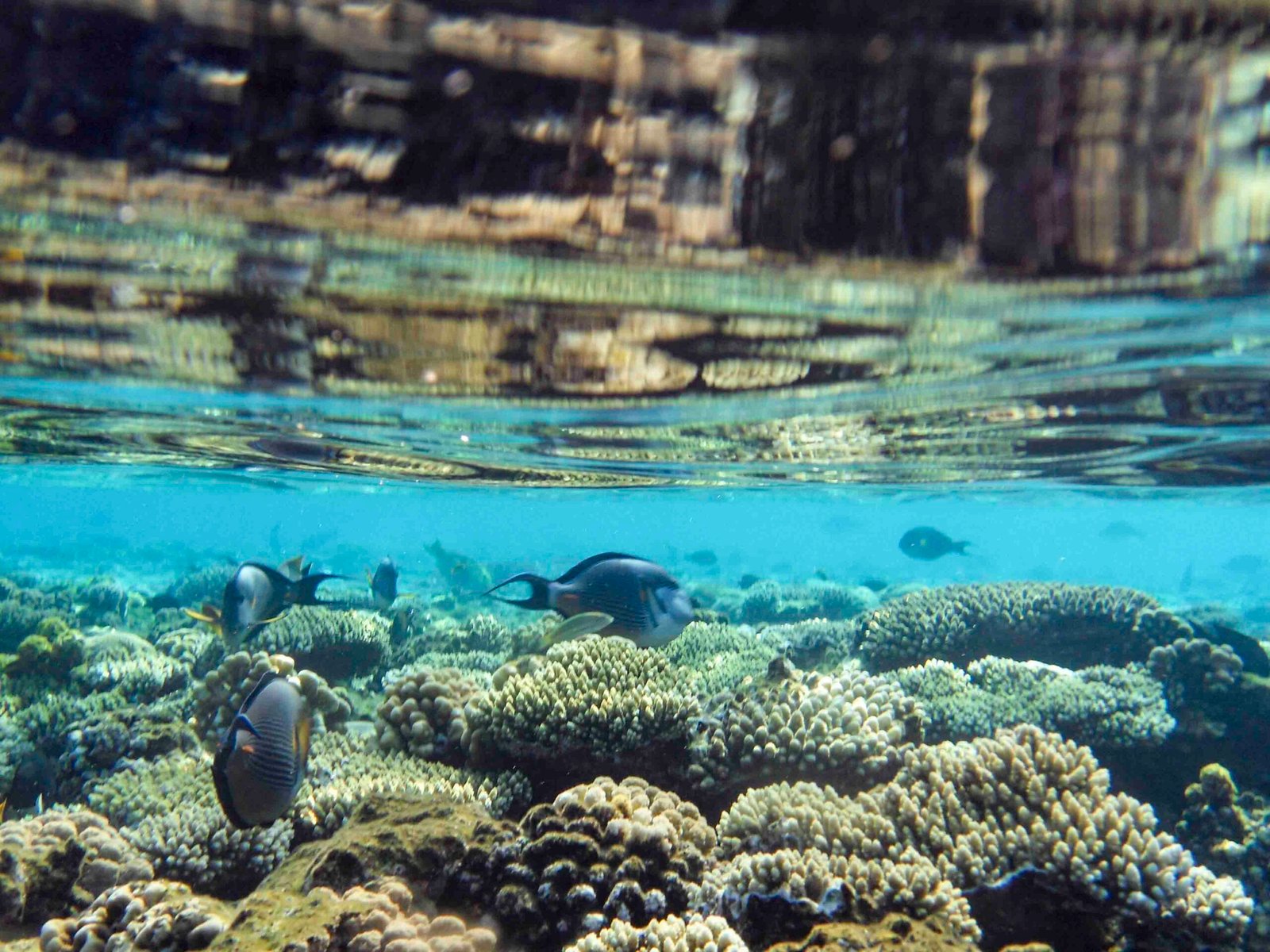 snorkeling and diving photos of sharm el sheikh